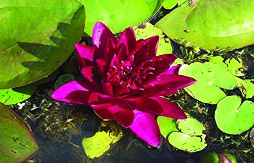 Lincolnshire Pond Plants Ltd - Burgundy Princess Water Lily - Live Water Plant Aquatic Pond Lake Marginal - Kit