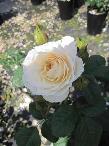 Rosa Parky ® - Synonym Guardian Angel ® - Strauchrose - Harkness Rose