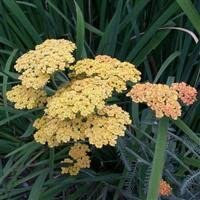 6 x Achillea millefolium 'Salmon Beauty' Yarrow Cottage Garden Perennial Plug Plants