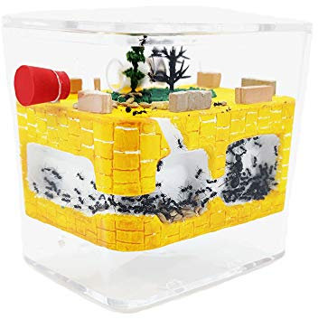 ANTHILLSHOP Ant Farm - Ameisenfarm - Natürliche Ameisenfarm Stein - Acryl | Free Ameisen enthaltenenthalten +20-30 Arbeiter