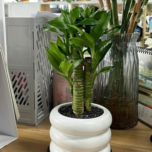 Semillas de bambú de la suerte, de interior purificadoras de aire Dracaena sanderiana, en resistentes al exterior regalos de sostenibilidad 15pcs