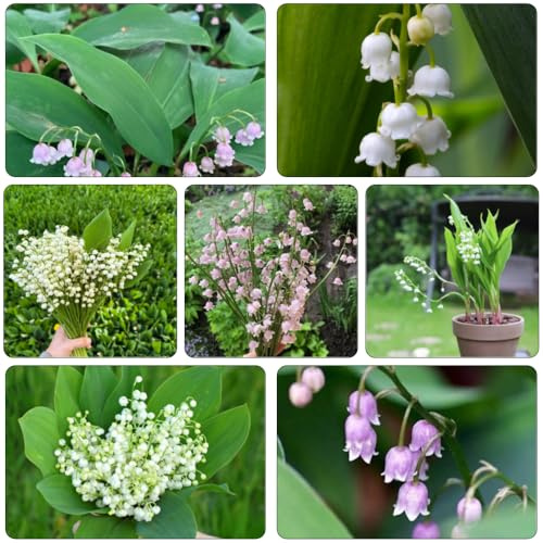 lirio delle valli giardino di bulbi giardino interno riverdimento tetti ufficio bulbi resistenti 5pcs