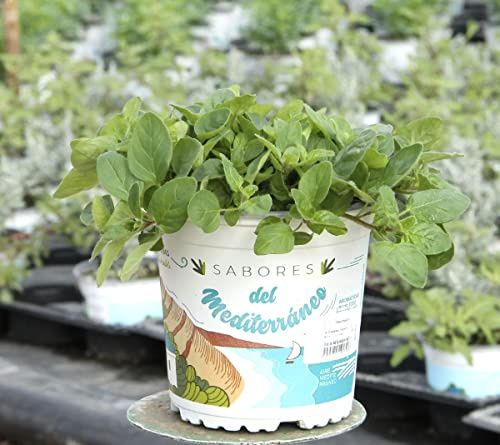 Planta de Orégano Natural Origanum Vulgare Planta Aromática Hierbas Provenzales para Cocinar