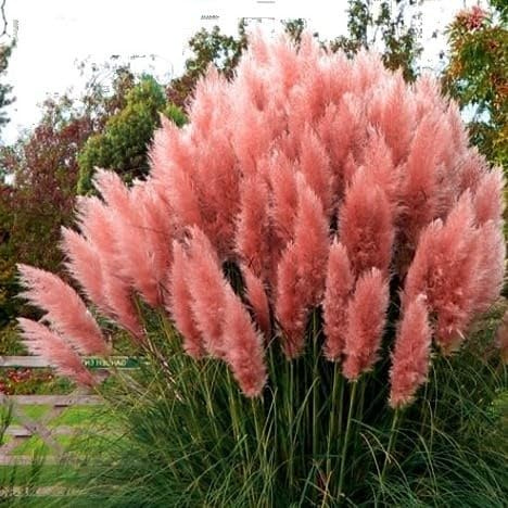 Pampa Herbe Rose Panache 2L - Herbe pollen très décorative