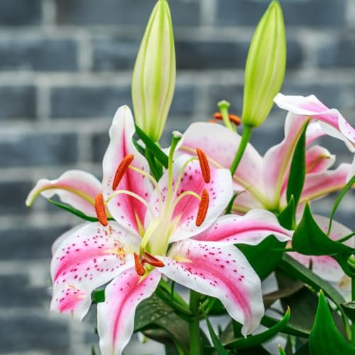 lilien winterhart blumenzwiebeln mehrjährig winterhart, exotische blumenzwiebel frühlingsblumen dekopflanzen deko frühlingsblüher 8zwiebeln