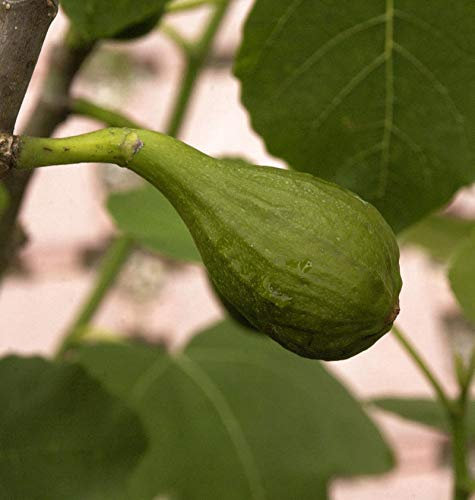 Feigenbaum Little Miss Figgy 30-40cm - Ficus carica - lebende Gartenpflanze aus den Baumschulen