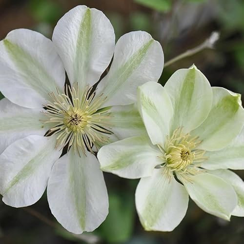 Plant Theory 60cm Cane Clematis Guernsey Cream White Flowering Vine Climbing Plant 3L Pot