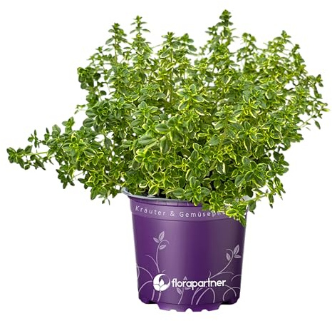 Italienischer XL Zitronen Thymian Pflanze Thymus-citriodorus – florapartner Kräuterpflanzen – Frische Thymian Pflanzen für den Kräutergarten 14cm Topf!