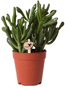 Kolibri Greens | Groene plant - Sukkulente Crassula Hobbit - grüne Zimmerpflanze - frisch aus der Gärtnerei - Ø9cm