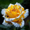 Bulbos De Rosas Raros, Rosas Perennes De Rosal, Flores Fragantes De Enredadera De Rosal, FáCiles De Cultivar-1 Bulbo-A