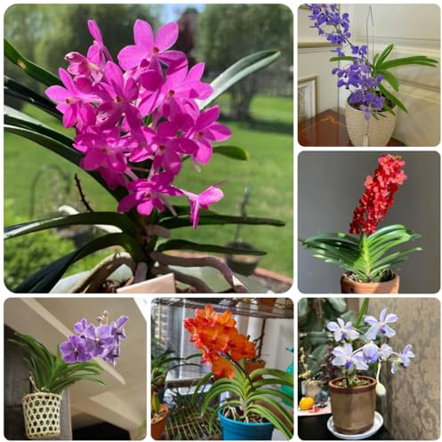 semi di orchidea vanda, balcone resistenti perenni orchidee da balcone, esotici parete verde, decorazione rampicante, giardino resistenti 400pcs