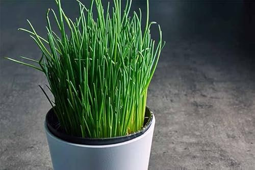 3 x Chive Plants in 9cm Pots - Ready to Plant Herbs for The Garden