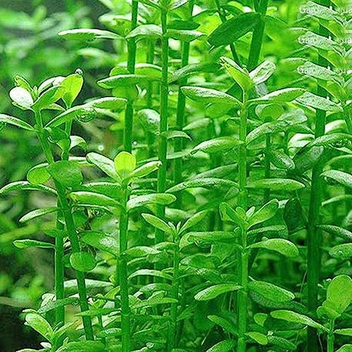 Saterkali Graines d'herbe d'eau, 50pcs graines de plantes d'aquarium décoration de réservoir de poissons de tortue d'herbe d'eau