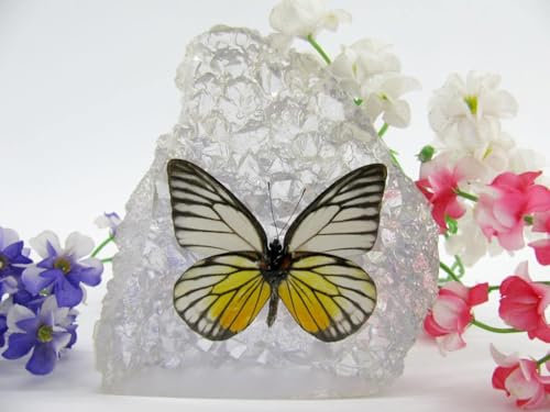 In Kunstharz gegossene Schmetterlinge, Insekten, Skorpione und mehr. Briefbeschwerer, Icemountain, nicht scharfkantig (Schmetterling 32)