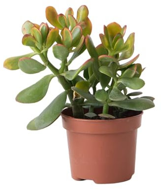 Plant in a Box - Pianta di Giada - Crassula ovata 'Sunset' - Altezza 15-20cm - Vaso 12cm - Pianta da appartamento - Succulenta