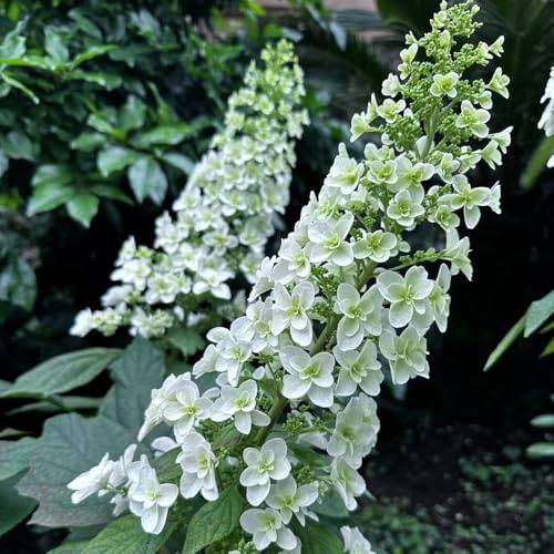 semillas de hortensias hoja de roble - balcón primavera resistentes para jardín, las hortensias son resistentes 120pcs