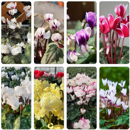 Alpenveilchen blumensaat gartenpflanze schnittblumen indoor kräutergarten pflanzenkübel blumensamen mehrjährig winterhart dachbegrünung blumendeko frühblüher balkonpflanze exotische 100samen
