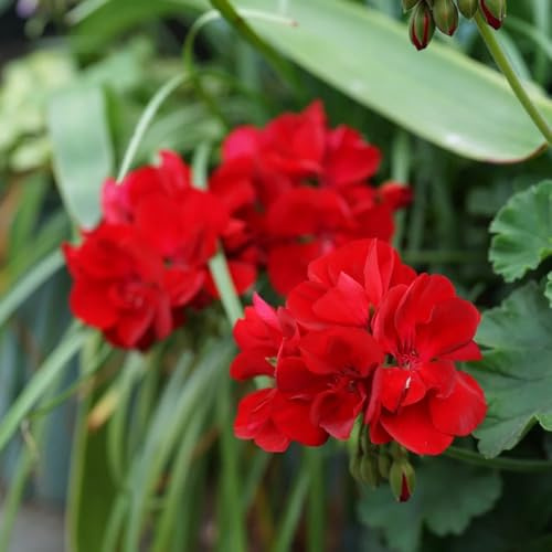 gerani d'appartamento rare pelargonioto sul balcone Decorazioni per giardini esterni, aromatiche, ornamentali per luoghi soleggiati da balcone 650semi