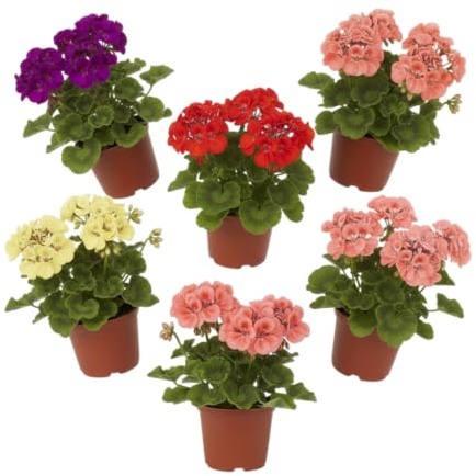 Pack Estilo Mediterráneo | Pack de 6 Geranios Naturales en Maceta DECOALIVE | Seis Plantas de Geranio Pelargonium para Interior y Exterior