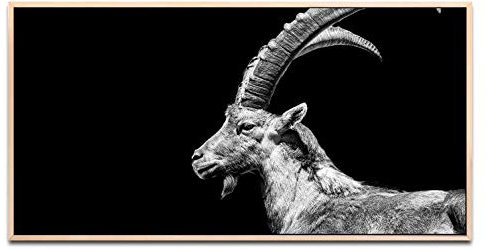 Steinbock ca. 130x70cm Wandbild inklusive Schattenfugenrahmen naturfarbend - Panorama Leinwand Bild XXL Format Wandbilder Wohnzimmer Wohnung Deko Kunstdrucke