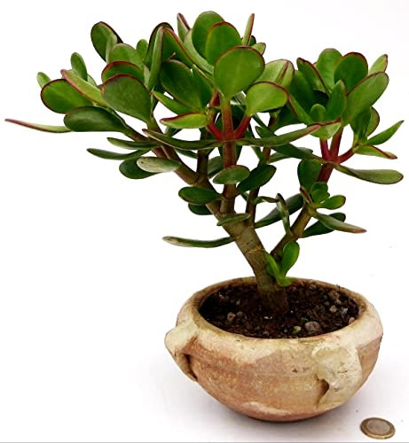 POWERS TO FLOWERS - CRASSULA OVATA BONSAI, ALBERO DI GIADA, IN VASO TERRACOTTA DECORATO, VASO 15CM DIAMETRO, pianta vera