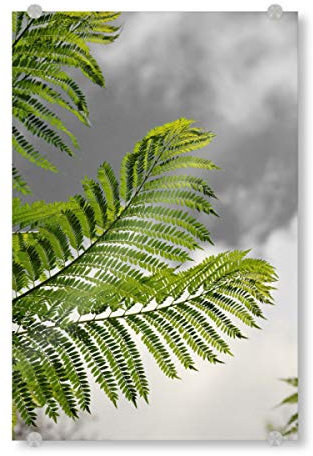 artboxONE Acrylglasbild 30x20 cm Natur Farn Blätter in Afrika CK Bild hinter Acrylglas - Bild Farn Afrika blätter