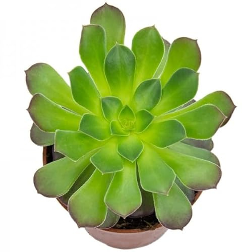 PCMOVILES Aeonium arboreum en maceta de 8,5cm planta purificadora del aire