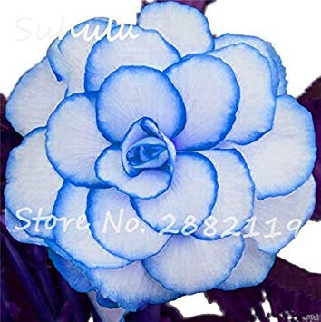 Pink Rieger Begonia Seeds 50 Pcs Malus Spectabilis Seeds Potted Rare Balcony Patio Flower Seed For Home Garden Planting Easy Grow 6: Only Seeds