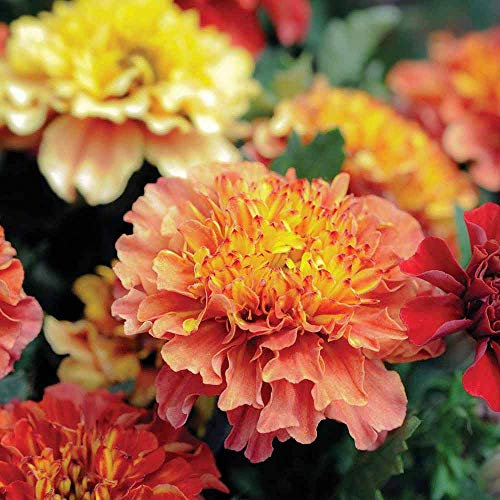 Marigold ‘Strawberry Blonde’ (Tagetes patula, French Marigold) Half - Hardy Annual 1 Pack-et (20 Seeds) by Thompson and Morgan