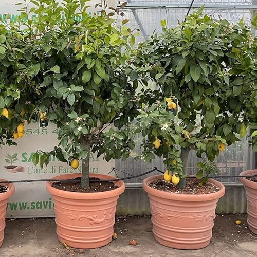 SAVINI VIVAI Planta de limón, árbol de cítricos, plántula de limón Lunario, en maceta de resina de doble pared con guirnalda de 80 cm altura 180-200 cm 18-20 años de refinamiento,