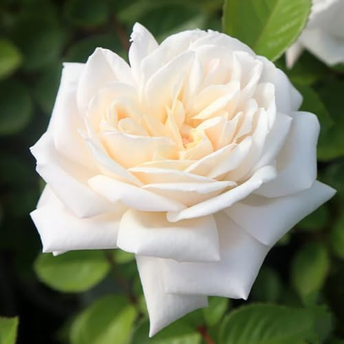 Rosas híbridas/rosas/rizomas/resistentes/decorativas/de jardín/fragantes/de interior/de exterior/de rápido crecimiento-1 PCS-J