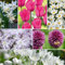 Plant in a Box - Bulb Garden Pink - 125x Mezcla de Bulbos - Narciso, Allium, Crocus, Tulipán - Bulbos de Flores para Jardín, Terraza o Balcón