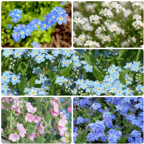 vergissmeinnicht hochbeet für sonnige plätze vergiss mein nicht bio herbstblumen winterhart, wildkräuter gartenpflanzenn zimmerbonsai 200samen