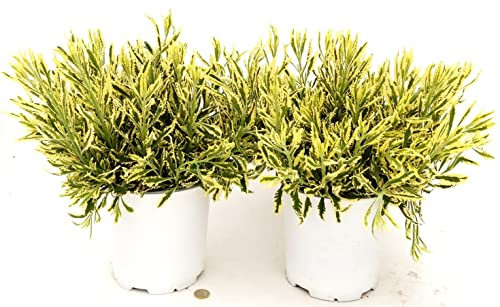 POWERS TO FLOWERS - LAVANDA DENTATA VARIEGATA XXL, 2 PIANTE, VASO 18 CM DIAMETRO, pianta vera