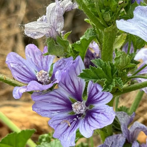 malva selvatica - semi di malva semi di da balcone resistenti in vaso da esterno ornamentali per luoghi soleggiati tappezzanti, perenni, resistenti 500pcs