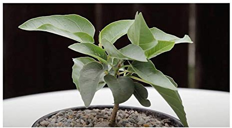Stk - 5x Ficus palmeri Baum Garten Pflanzen - Samen ID105 - Seeds & Plants Shop by Ipsa