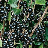 Pinkdose 25 semi Bacche di ribes nero (Ribes nigrum).