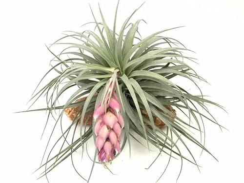 Tillandsia Cotton Candy Planta Viva de Fáciles Cuidados Planta del Aire