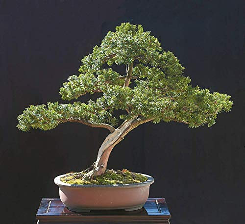Pacchetto semi: Eibe, Taxus capitata, 30 semi di semi (Immergrün, Formschnitt)