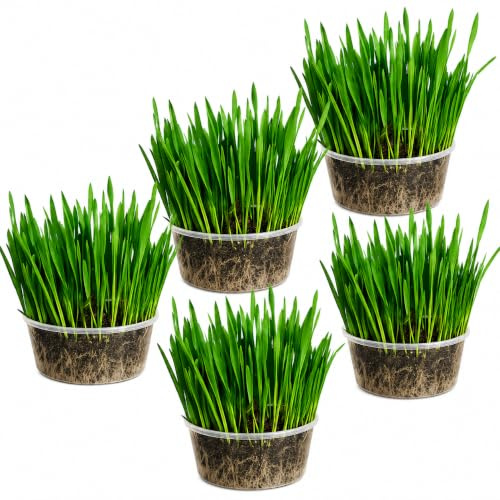 Ambrozia NP Cat Grass Kit x5 Pack – Oat