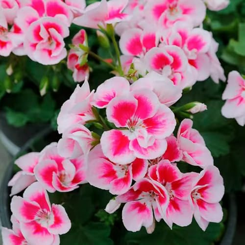Geranios colgantes - Pelargonium - ornamentales lugares soleados. de primavera, resistentes en macetas semillas de balcón balcón, 600semillas