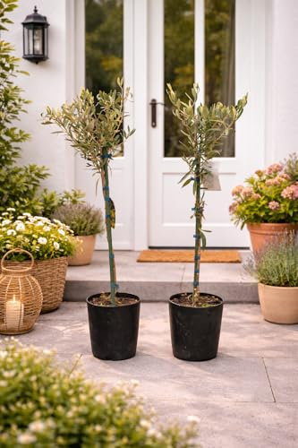 2x Olivenbaum 80–100 cm (Olea europaea) – Echter Olivenbaum, mediterrane Kübelpflanze, winterhart, pflegeleicht, immergrün, ideal für Balkon, Terrasse & Garten