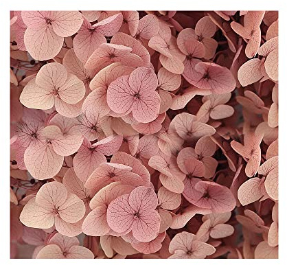 Fleurs séchées d'hortensia nude dégradé, décoration préservée pour loisirs créatifs, fleurs, fleurs pressées pour bougies, artisanat, mariage, loisirs créatifs, carte..