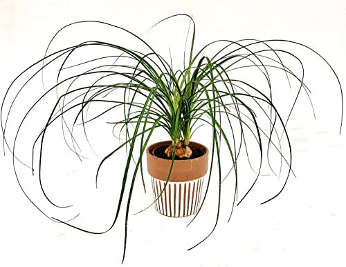 POWERS TO FLOWERS - BEAUCARNEA RECURVATA NOLINA, MANGIAFUMO, IN VASO CERAMICA DECORATO, pianta vera