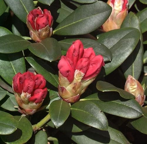 Hochstamm Rhododendron Lampion 40-60cm - Alpenrose - lebende Gartenpflanze aus den Baumschulen