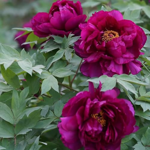 bulbi di peonia - recisi decorazione per il giardino bulbi di primaverili perenni resistenti da giardino da per il estivi in balcone 9pcs