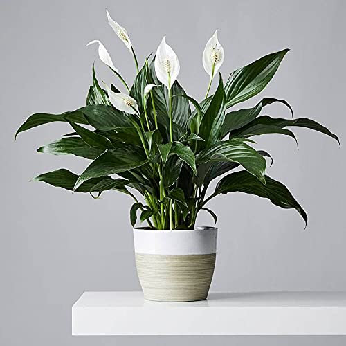 Peace Lily 'Alana' Plant - Spathiphyllum Plant 40-50cm in Height - Potted Lily Houseplant
