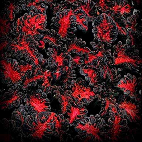 Coleus Black Dragon 15+ Seeds Easy House Plant