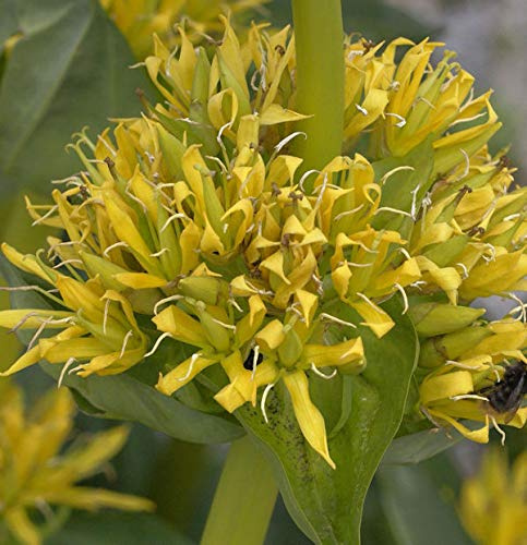 Gelber Enzian - Gentiana lutea - lebende Gartenpflanze aus den Baumschulen