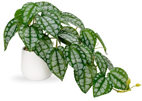 Hollyone Plantes artificielles dans des pots en céramique - Faux Piper Sylvaticum - Plantes d'intérieur réalistes pour décoration d'intérieur, salle de bain, salon, cuisine, étagère